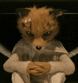 a stuffed fox with a bandage on its head