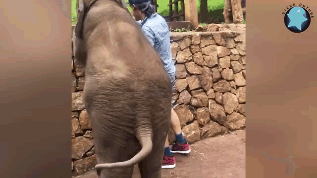 Animal Elephant GIF - Animal Elephant Funny GIFs