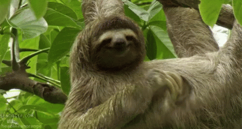 Sloth Scratch GIF - Sloth Scratch Hey GIFs