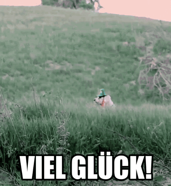 a dog wearing a leprechaun hat is running through a grassy field with the words viel glück written in black