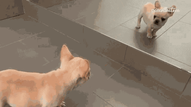 Puppy Mirror GIF - Puppy Mirror French Bulldog GIFs