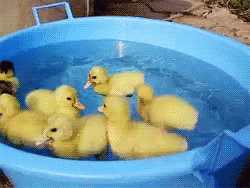 Swim Swim GIF - Duck Duckling Swimming GIFs