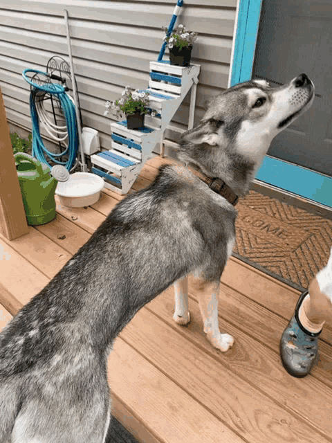 a dog standing on a porch with a welcome mat in front of it