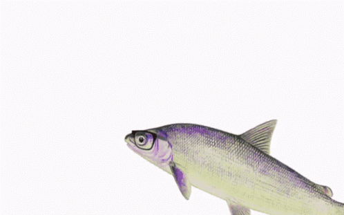 Fish Pat Fish GIF - Fish Pat Fish Spin - Discover & Share GIFs