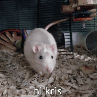 Rat Sniff GIF - Rat Sniff Hi GIFs