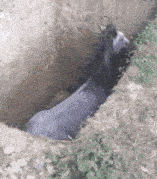 a donkey is laying in a hole in the dirt