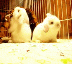 Baby Animals Bunny GIF - Baby Animals Bunny GIFs