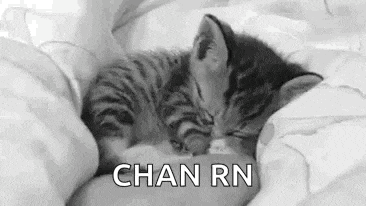 a black and white photo of a kitten sleeping on a bed with the words `` chan rn '' written below it .