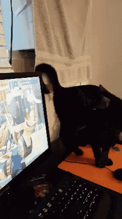 a black cat standing next to a laptop that says sapphire on it