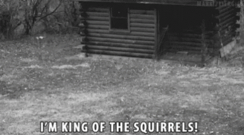 Markiplier Squirrels GIF - Markiplier Squirrels Im The King GIFs