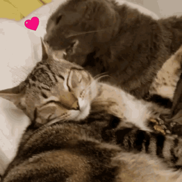 Kitty Love GIF - Kitty Love Cats GIFs