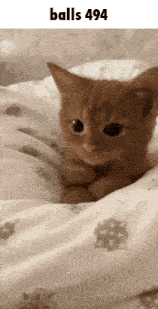 a kitten is laying on a bed with the words balls494 above it