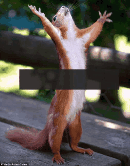 a squirrel with its arms outstretched is standing on a wooden table
