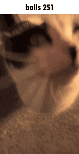 a close up of a cat 's face with the text balls 251 above it