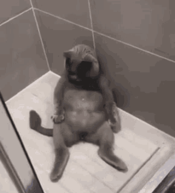 a cat that looks like a monkey is sitting on a shower floor