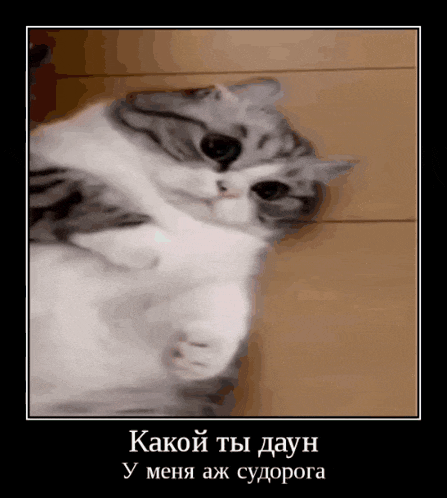 a picture of a cat in a frame with russian writing
