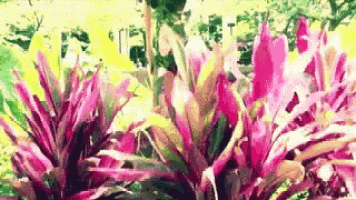a bunch of plants with pink flowers and green leaves