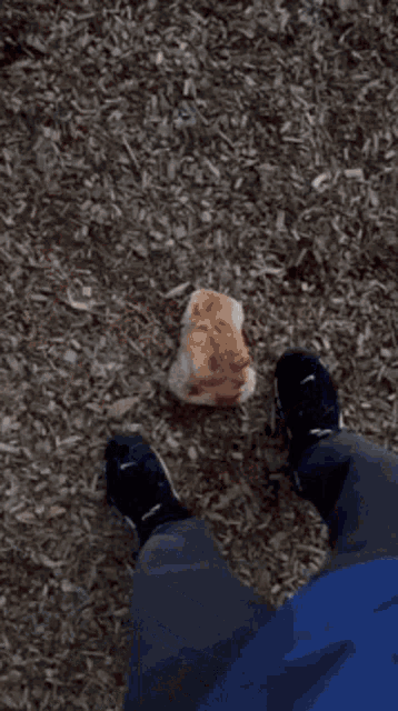 Eating Bread Hungry GIF - Eating Bread Hungry Bread At The Park GIFs