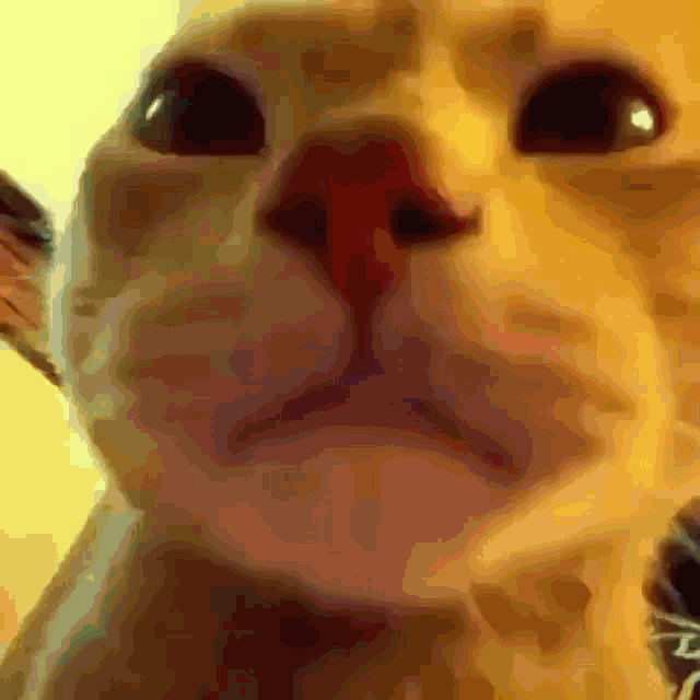 Rave Cat GIF - Rave Cat GIFs