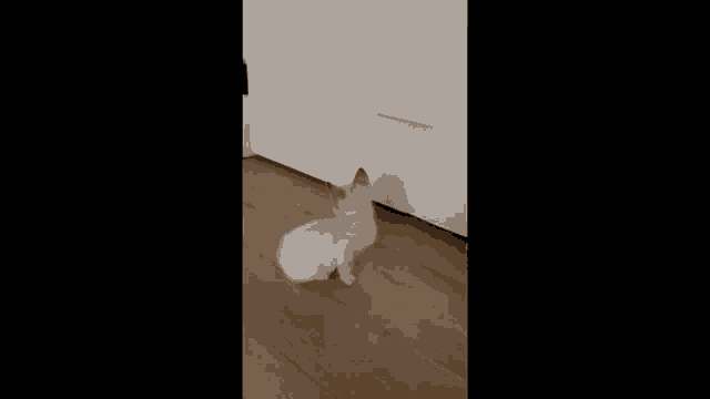 a white cat is standing in front of a white door .