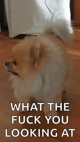 a pomeranian dog with the words " what the fuck you looking at " on the bottom