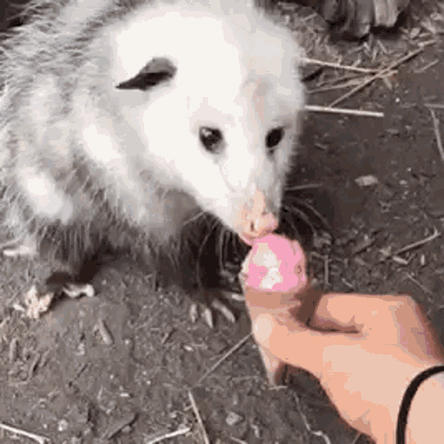 Possum Opossum GIF - Possum Opossum Icecream GIFs