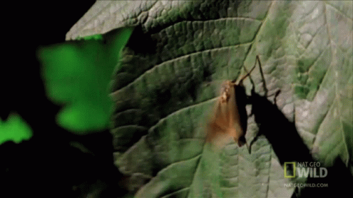 Fly Away Worlds Weirdest GIF - Fly Away Worlds Weirdest Bat Appreciation Day GIFs