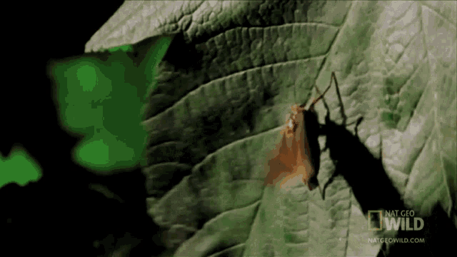 a bug is sitting on a green leaf that says national geographic wild on it