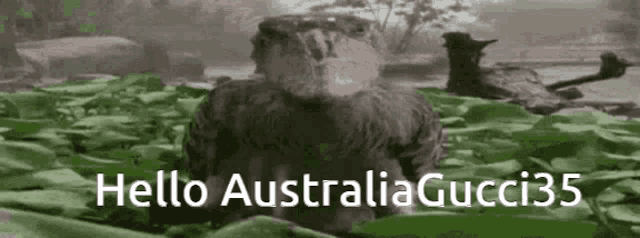 a picture of a bird with the words hello australia gucci35 written on it