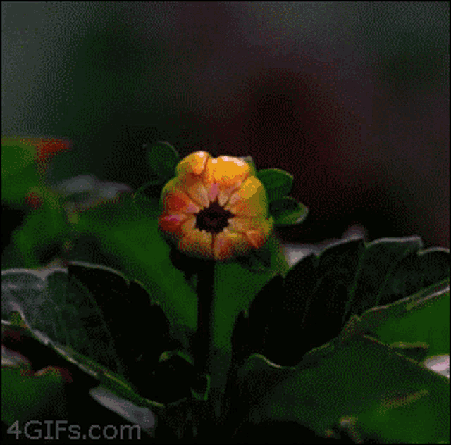 Flower Romantic GIF - Flower Romantic GIFs