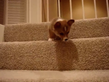 The Famous Butterball GIF - Dogs Puppies Scared GIFs