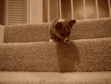a small brown and white puppy is walking up a set of stairs