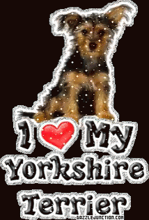 Yorkshire GIF - Yorkshire Terrier Love GIFs