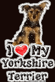 a yorkshire terrier with the words i love my yorkshire terrier
