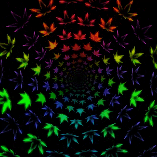 colorful marijuana leaves on a black background in a spiral