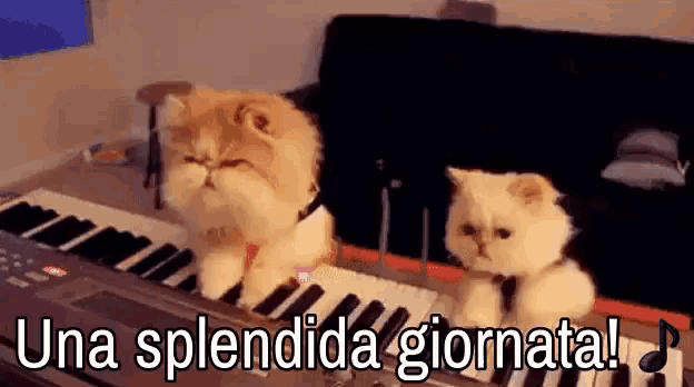 two cats are playing a piano with the words una splendida giornata written above them