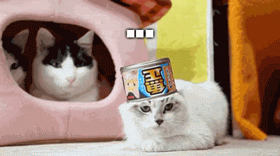 Oh Hell No GIF - Cats Lol GIFs