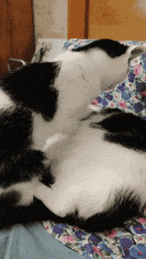Cats Cats Love GIF - Cats Cats Love Cats Massage GIFs