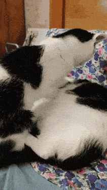 a black and white cat is laying on a bed with a floral blanket