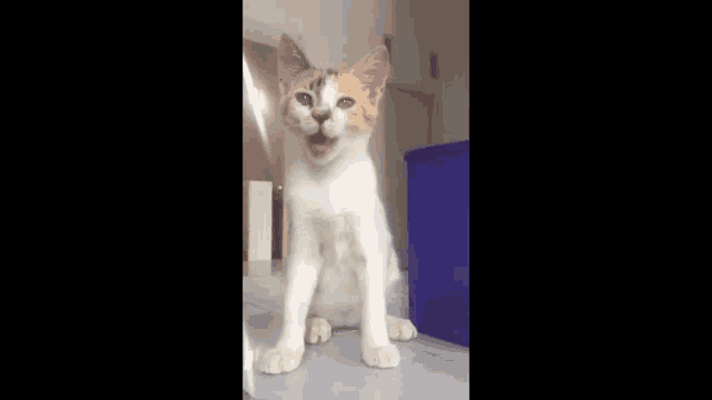 a white and orange cat is yawning while sitting on the floor