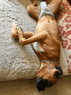 a boxer dog laying on its back on a couch