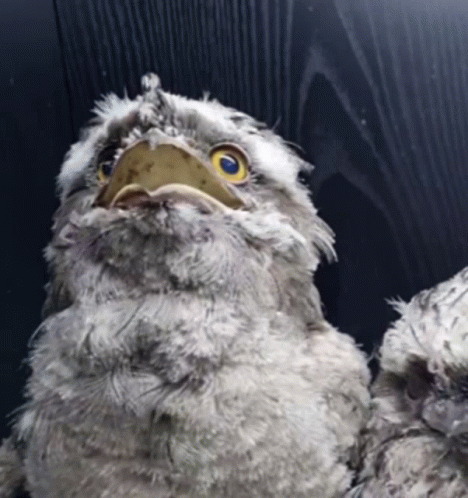 War Owl GIF - War Owl GIFs