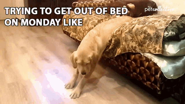 Trying To Get Out Of Bed On Monday Like Monday Be Like GIF - Trying To Get Out Of Bed On Monday Like Monday Be Like Tired GIFs