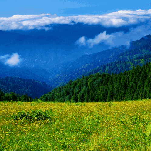 a field of yellow flowers with mountains in the background and clouds in the sky