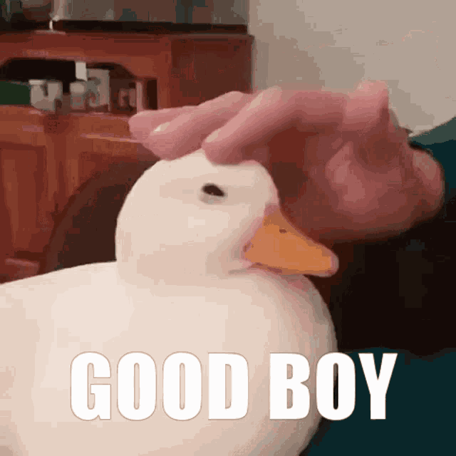 Good Boy GIF - Good Boy Duck GIFs