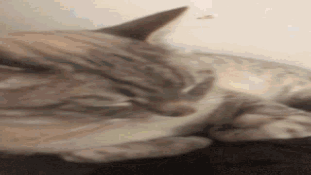 a close up of a cat laying on its back looking at the camera .