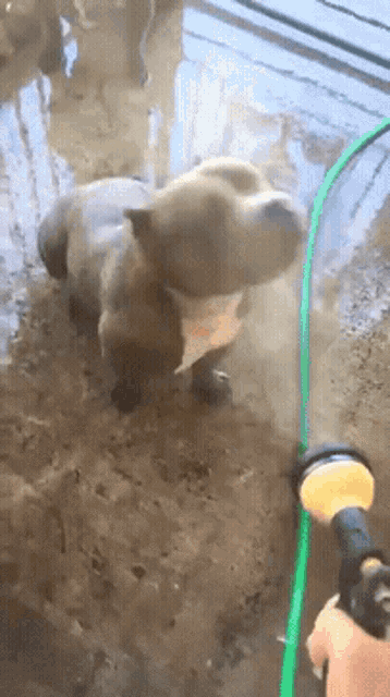 a dog is being sprayed with a hose on the ground