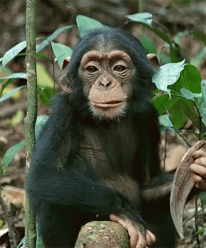 बन्दर चबाना खाना भूख GIF - Monkey Chew Jungle GIFs