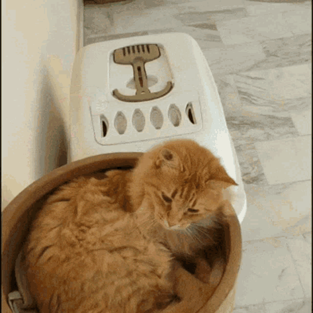 Atag Ataglover GIF