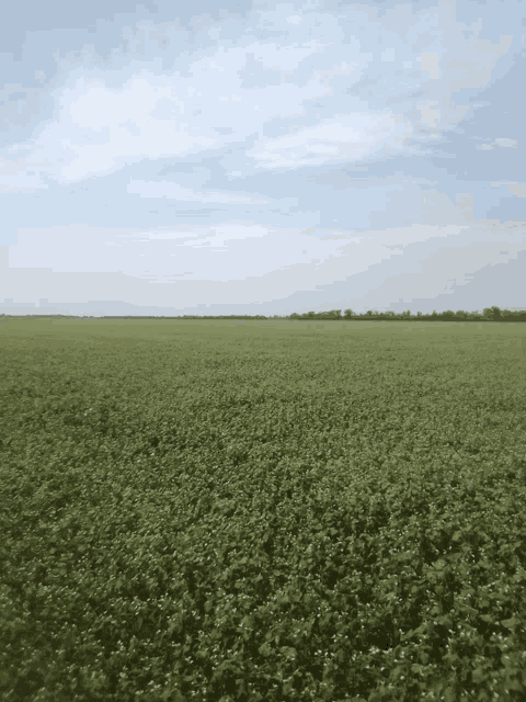 a field of green plants with trees in the distance